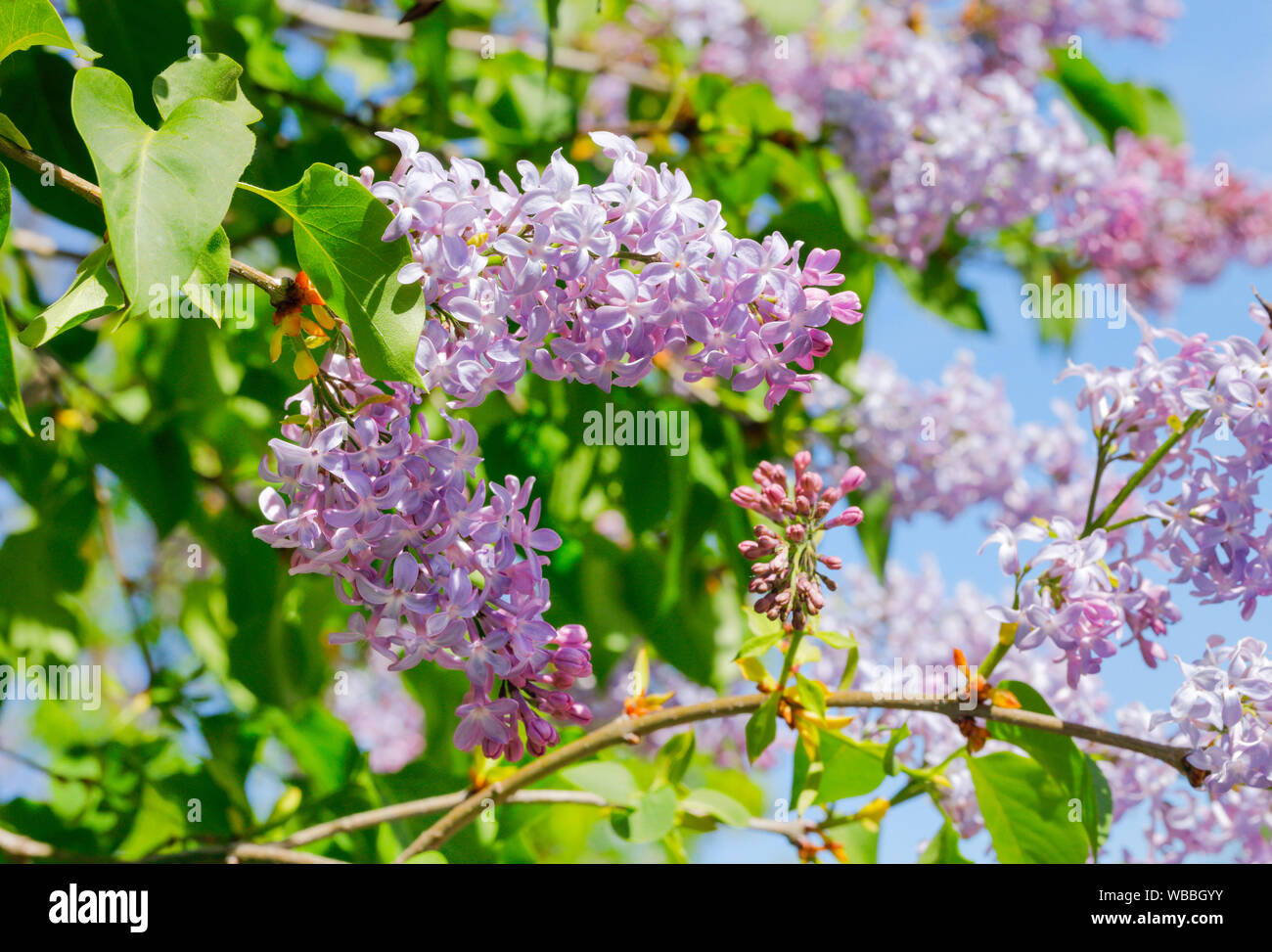 Garten zierbusch Fotos und Bildmaterial in hoher Auflösung Alamy