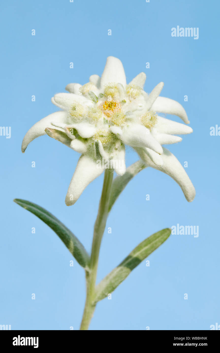 Edelweiss (Leontopodium nivale alpinum), blühende Stiel. Schweiz Stockfoto
