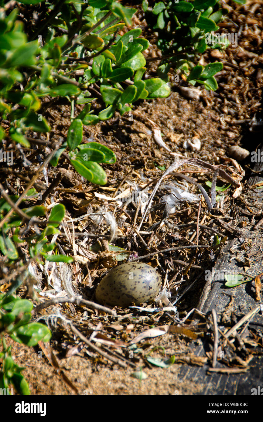 Silberne Möwe (Chroicocephalus novaehollandiae), Ei im Nest. Während der Brutzeit eine große Zahl von Möwen Herde auf die Insel. Die Eier werden in einer festgelegten Stockfoto