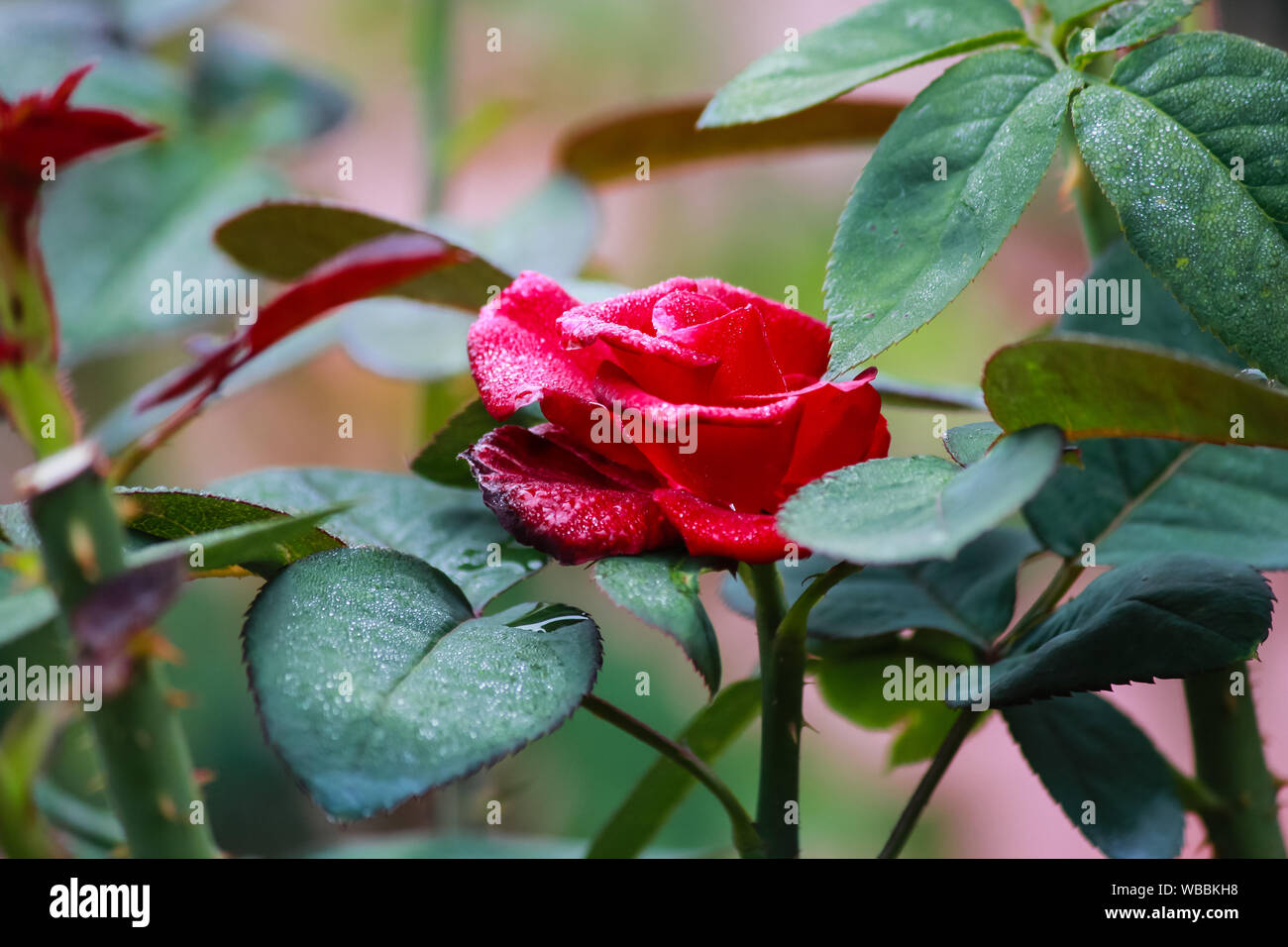 Rosa 'Black Magic' Hybrid Tea Rose Stockfoto