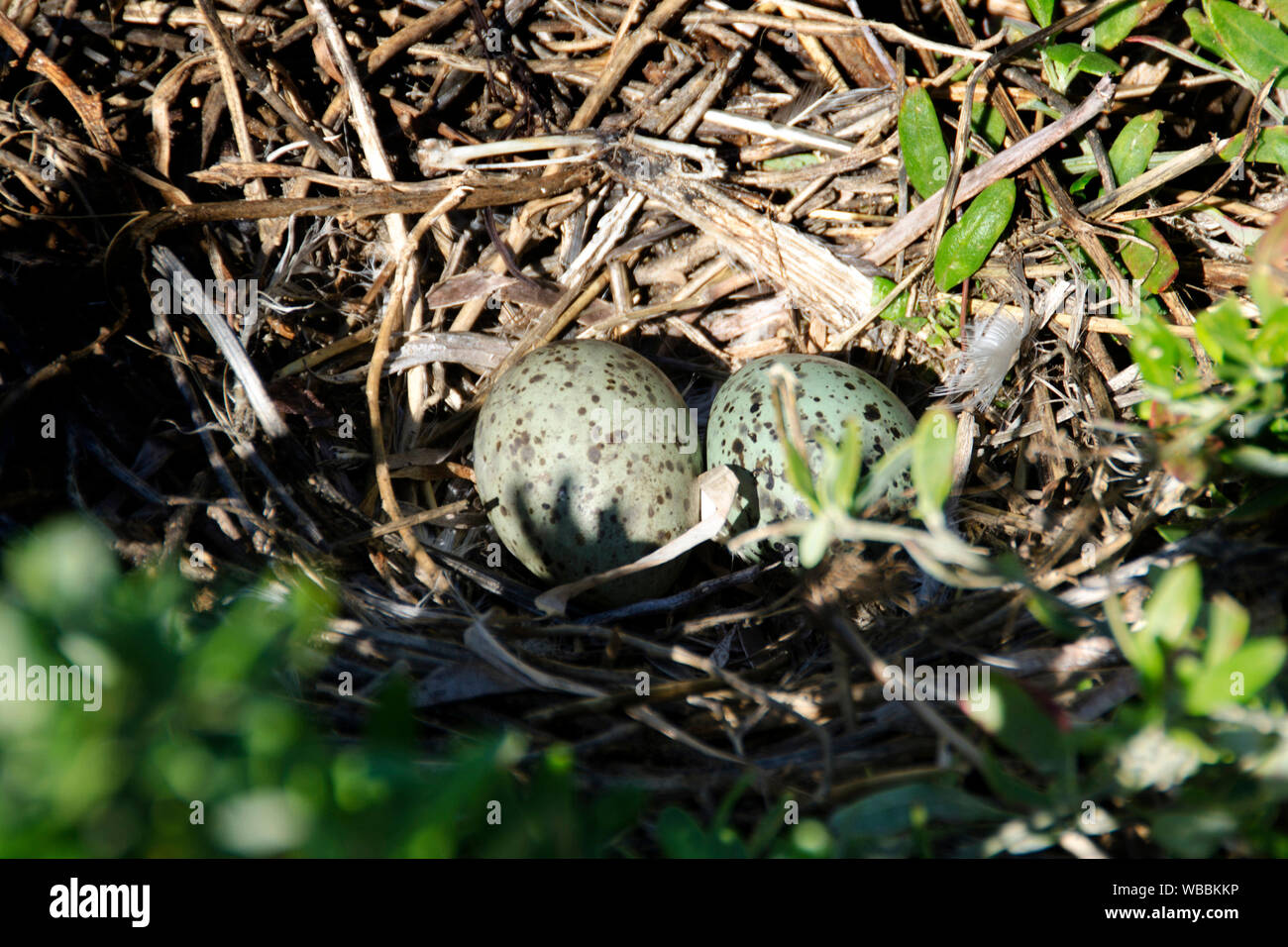 Silberne Möwe (Chroicocephalus novaehollandiae), Eier in das Nest. Während der Brutzeit, eine große Anzahl von Möwen Herde auf die Insel. Eier sind festgelegt in Stockfoto