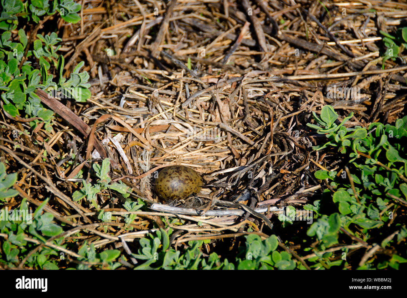 Silberne Möwe (Chroicocephalus novaehollandiae), Ei im Nest. Während der Brutzeit, eine große Anzahl von Möwen Herde auf die Insel. Die Eier werden in einer festgelegten Stockfoto