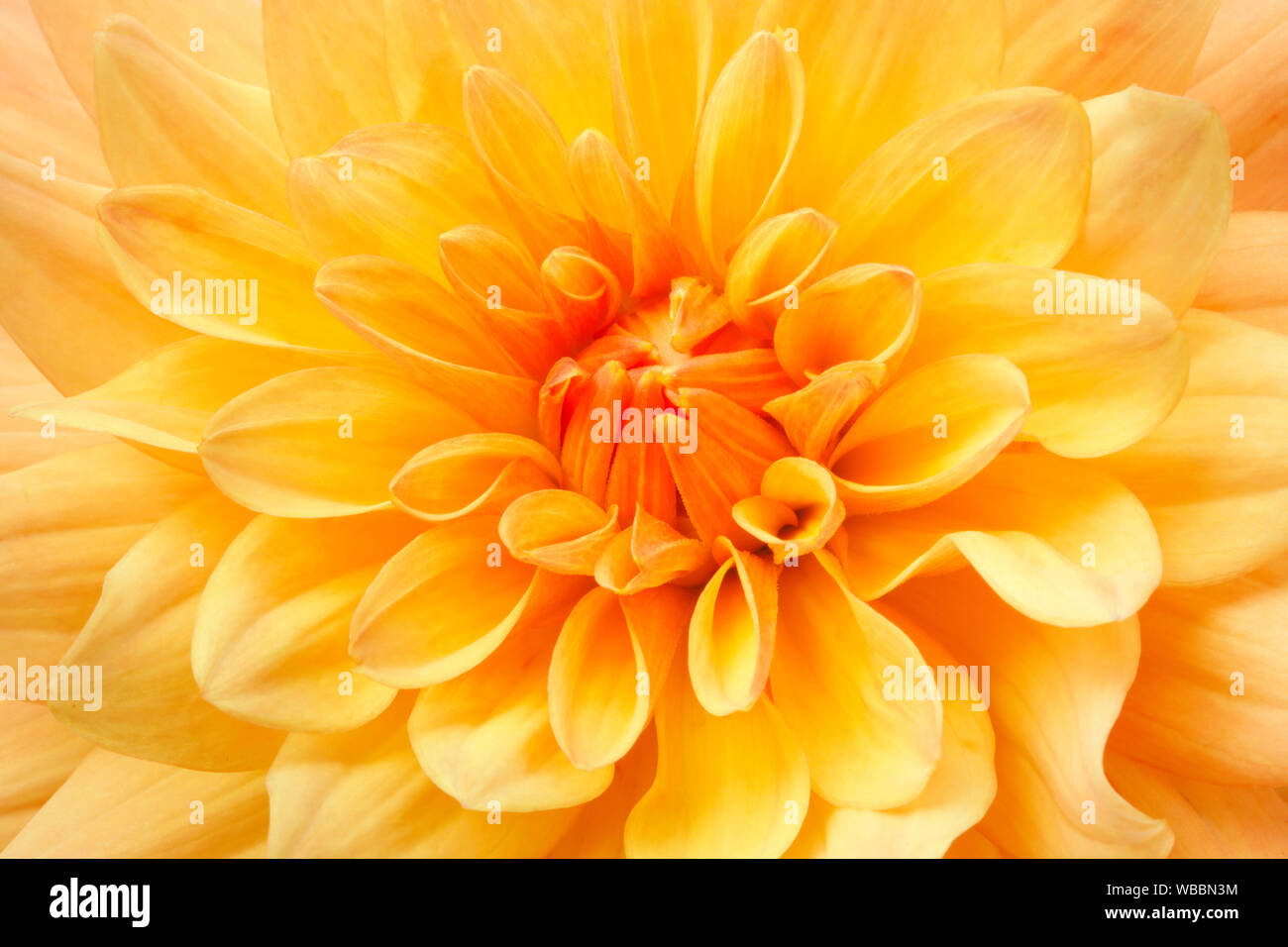 Dahlie. Nahaufnahme der gelbe Blume. Schweiz Stockfoto