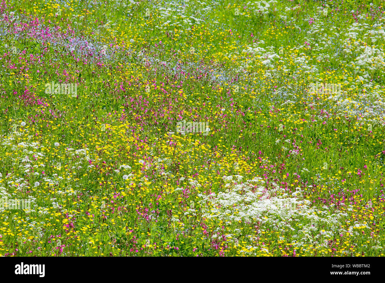 Blühende Wiese im Frühling. Schweizer Voralpen, Schweiz Stockfoto