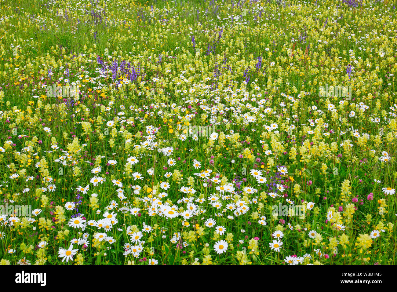 Blühende Wiese im Frühling. Zürich Oberland, Schweiz Stockfoto