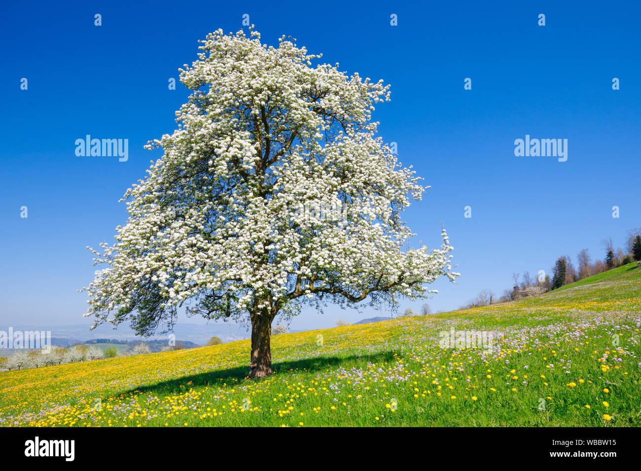 Birnbaum, Europäische Birne (Pyrus Communis). Blühende Bäume im Frühling. Schweiz Stockfoto