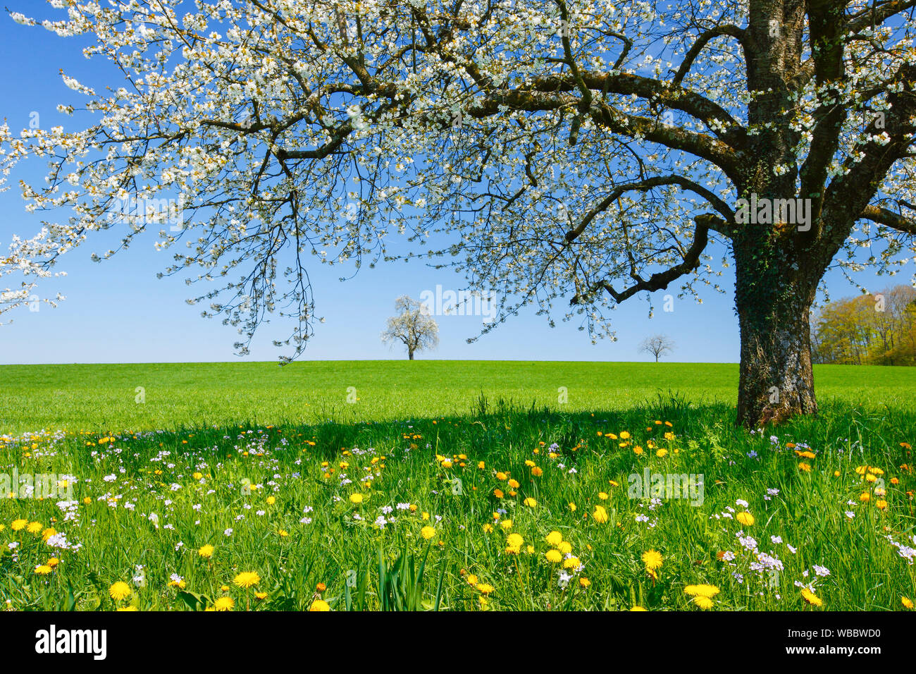 Birnbaum, Europäische Birne (Pyrus Communis). Blühende Bäume im Frühling. Schweiz Stockfoto