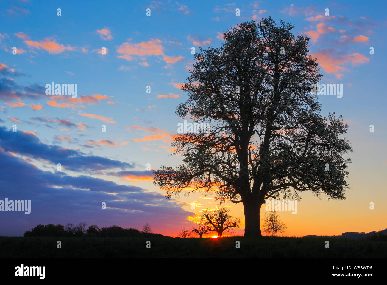 Birnbaum, Europäische Birne (Pyrus Communis). Baum Silhouette gegen den Abendhimmel. Schweiz Stockfoto