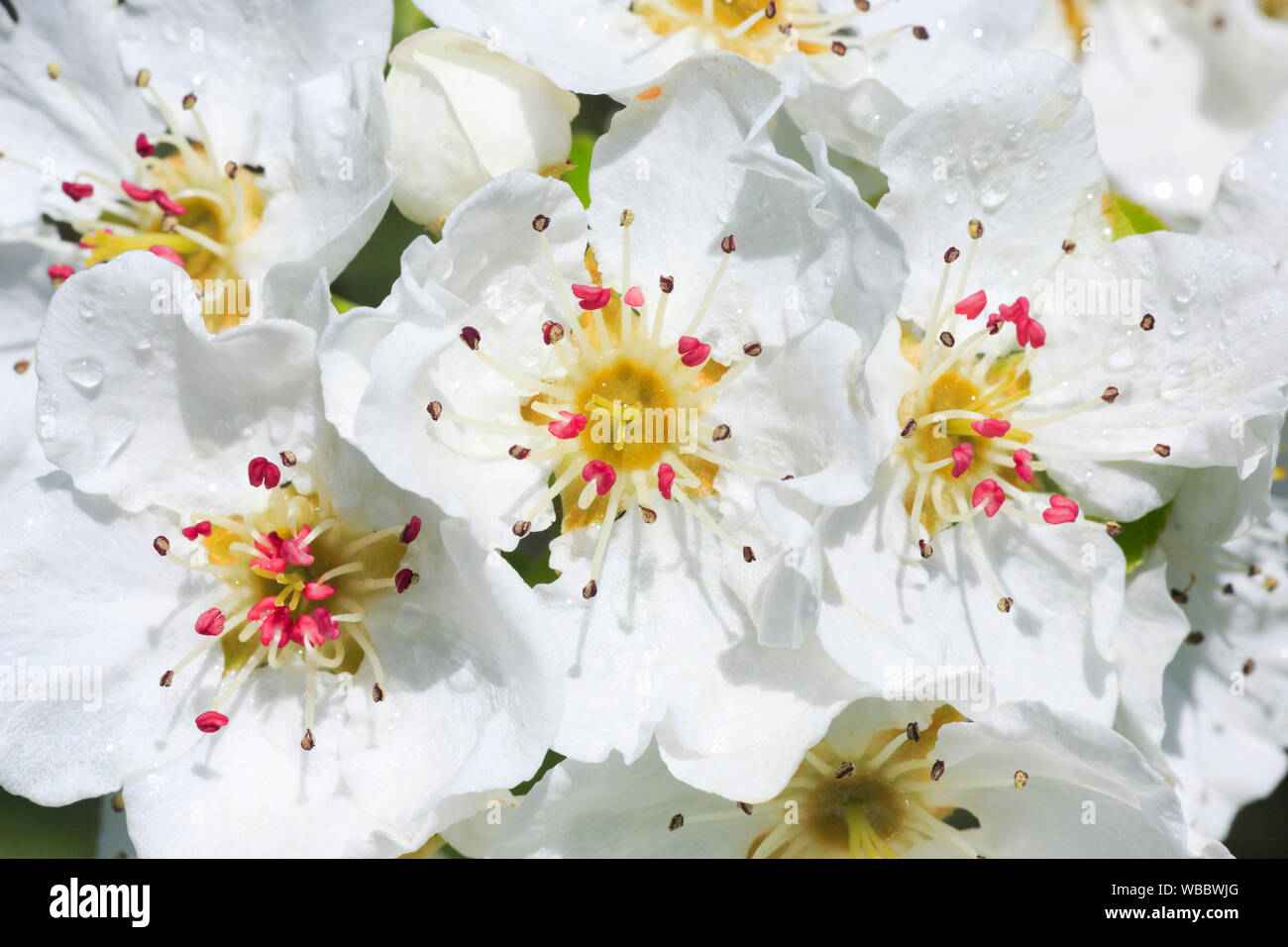 Birnbaum, Europäische Birne (Pyrus Communis). In der Nähe von Blumen. Schweiz Stockfoto