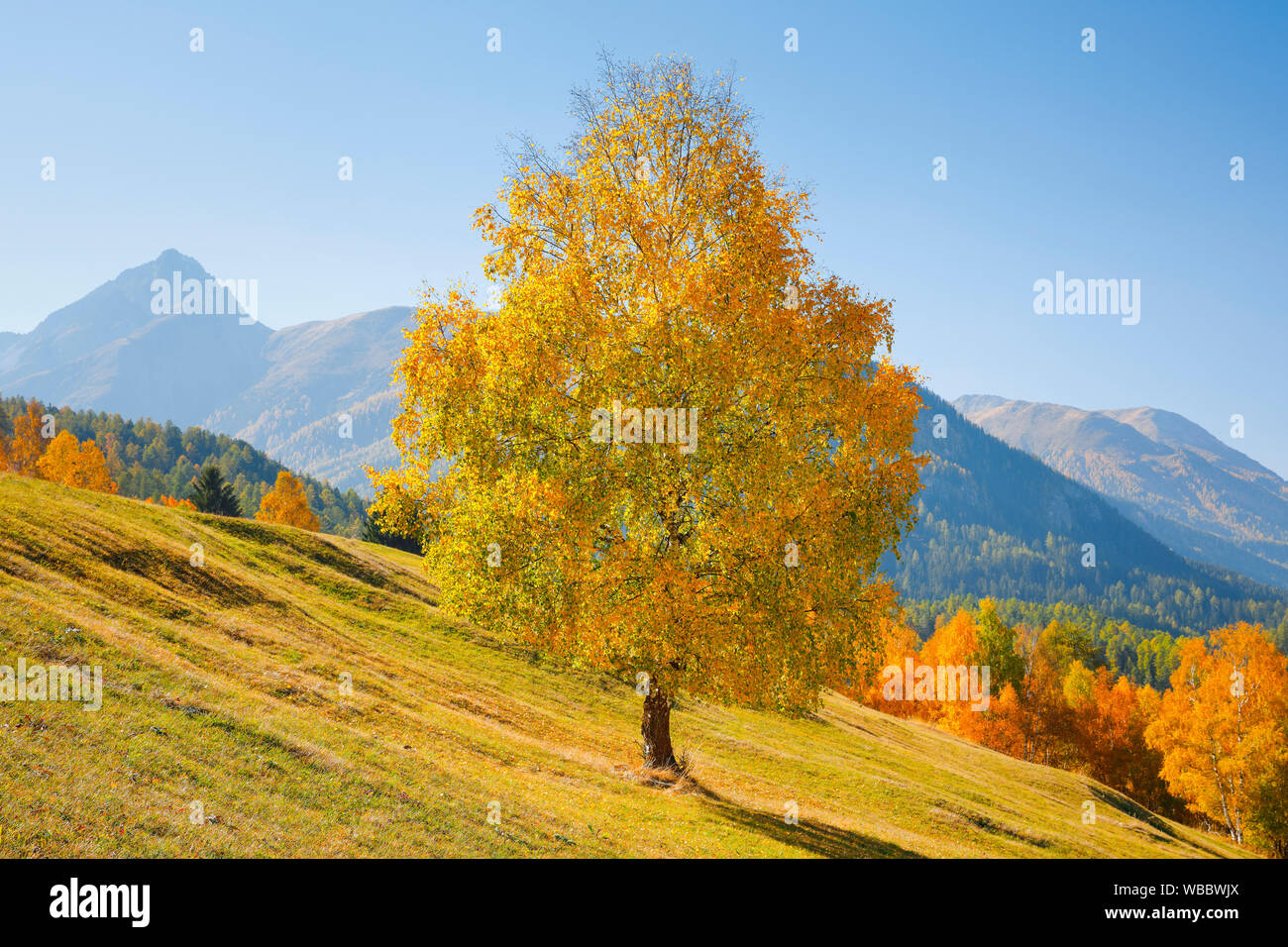 Birke im Herbst mit Piz Nair im Hintergrund. Unterengadin, Schweiz Stockfoto