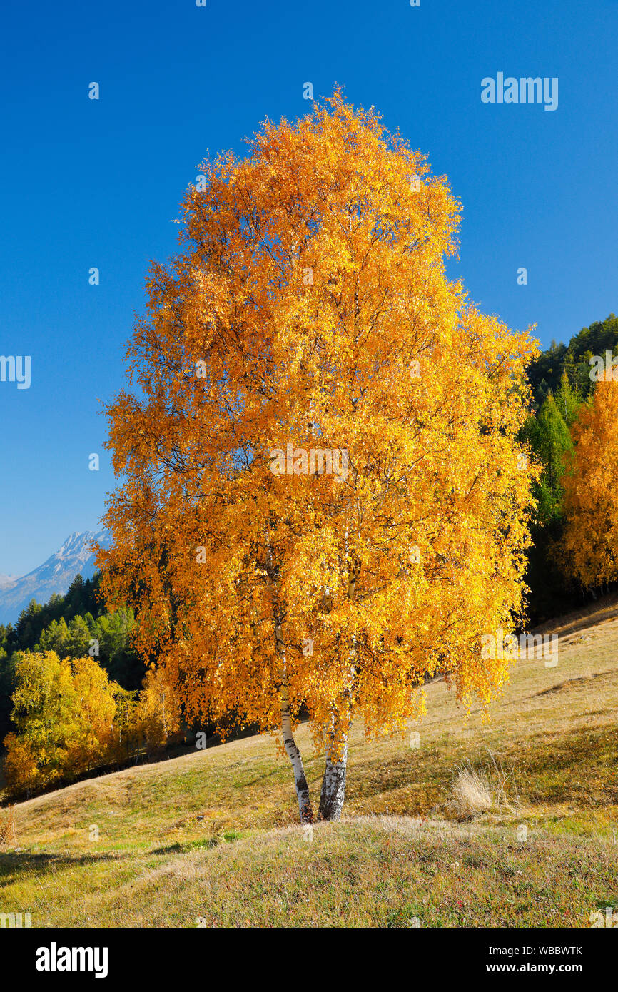 Birke im Herbst. Unterengadin, Schweiz Stockfoto