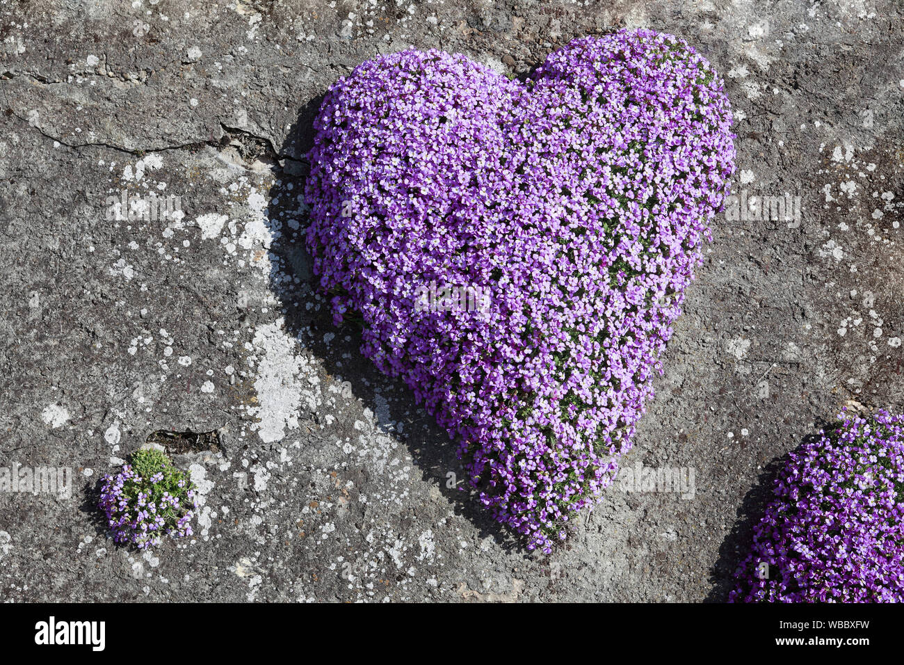 Blühende Rock Kresse (Aubrieta sp.) in Herzform, an einer Wand, Schweiz Die wachsende Stockfoto