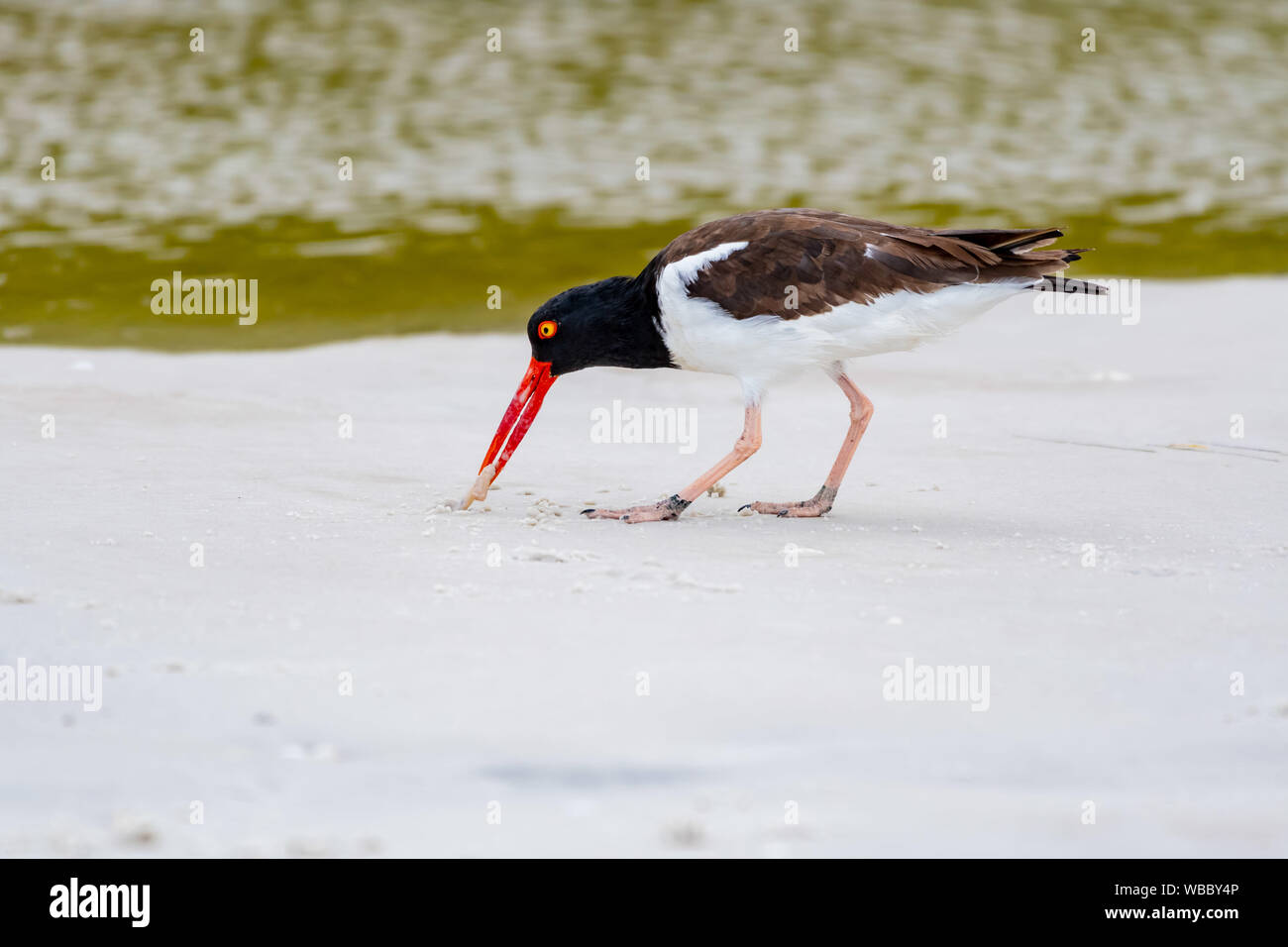 American oyster Catcher findet ein Wurm am Strand Stockfoto