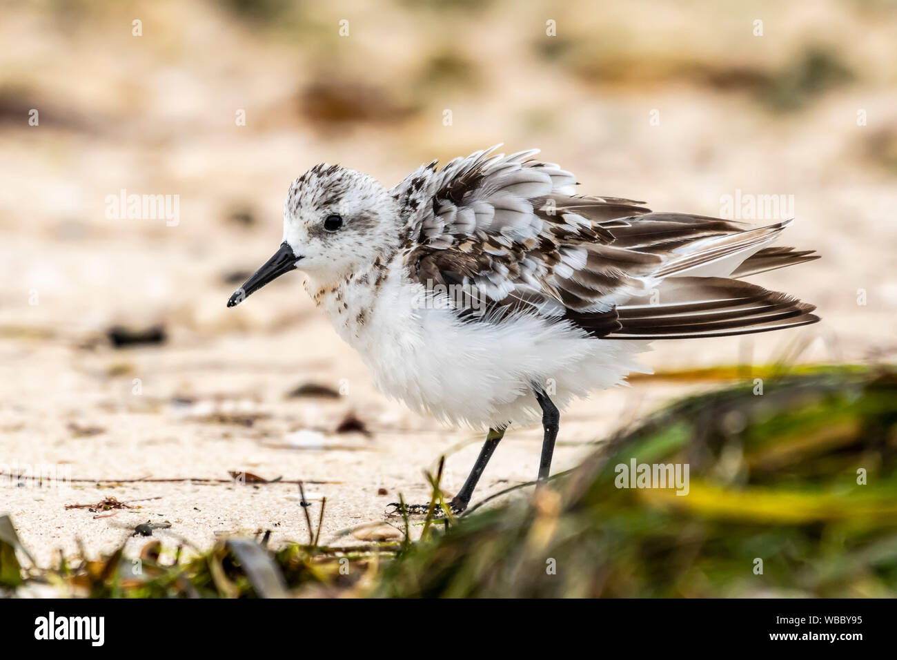 Sandpiper fluffs seine Federn am Strand - Florida Stockfoto