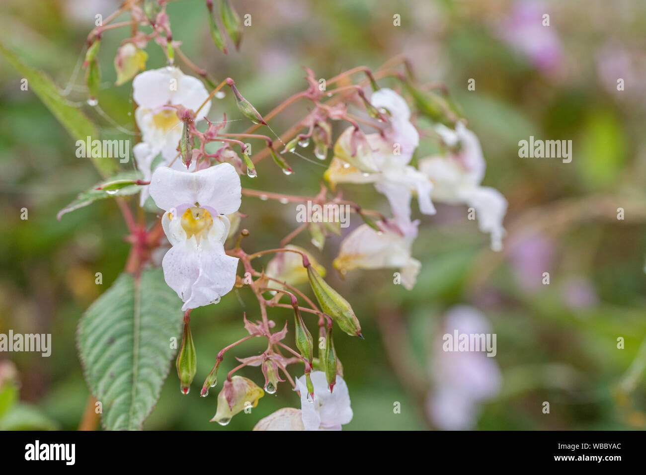 Blumen und oberen Blätter von störenden Himalayan Balsam/Impatiens glandulifera. Mag feuchten Böden/Boden, Flußufern, Ufer, hygrophilous. Stockfoto