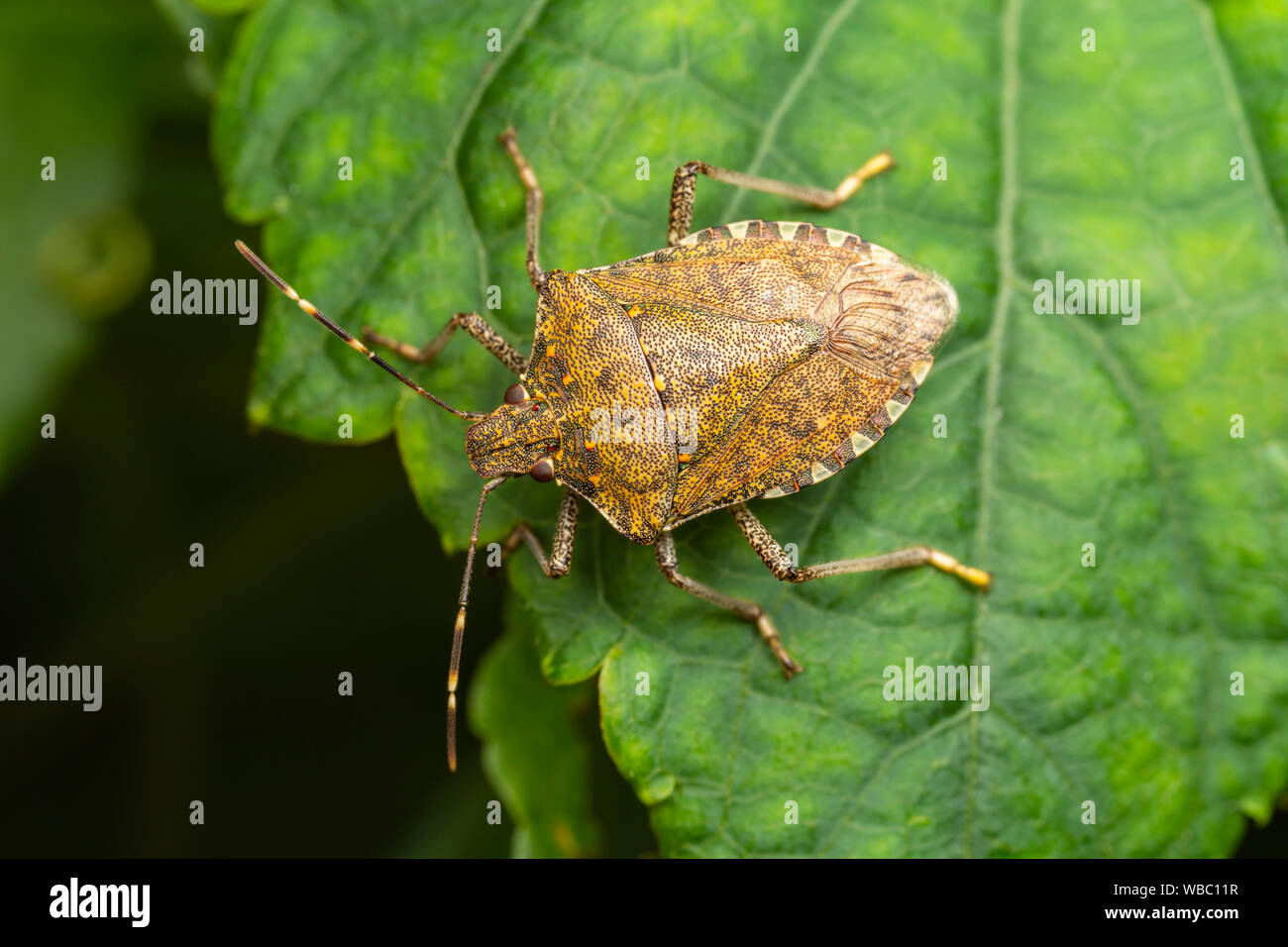 Braun Marmorated stinken Bug (Halyomorpha halys) Stockfoto