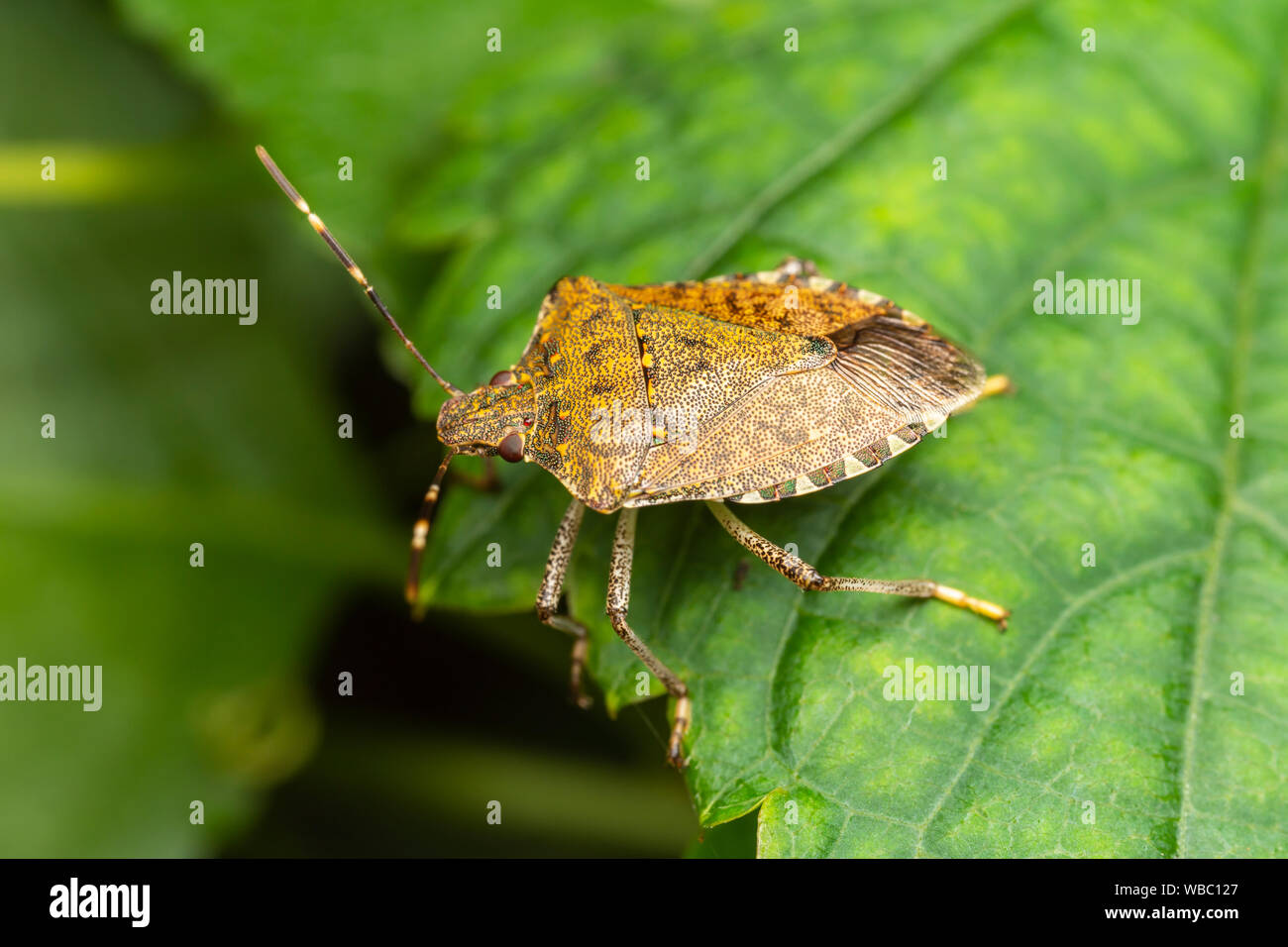 Braun Marmorated stinken Bug (Halyomorpha halys) Stockfoto