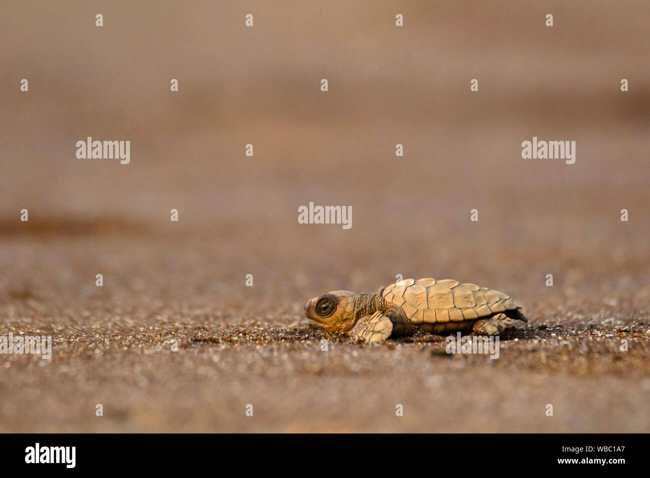 Bastardschildkröte, Lepidochelys olivacea, Velas Strand, Ratnagiri, Maharashtra. Stockfoto