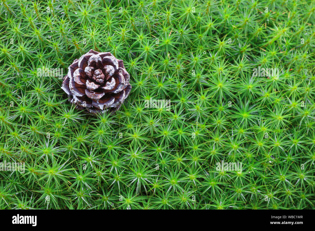 Star Moss, Haircap Moss, Haar Moss (Polytrichum formosum) mit Pine Cone, Cairngorms NP, Schottland Stockfoto