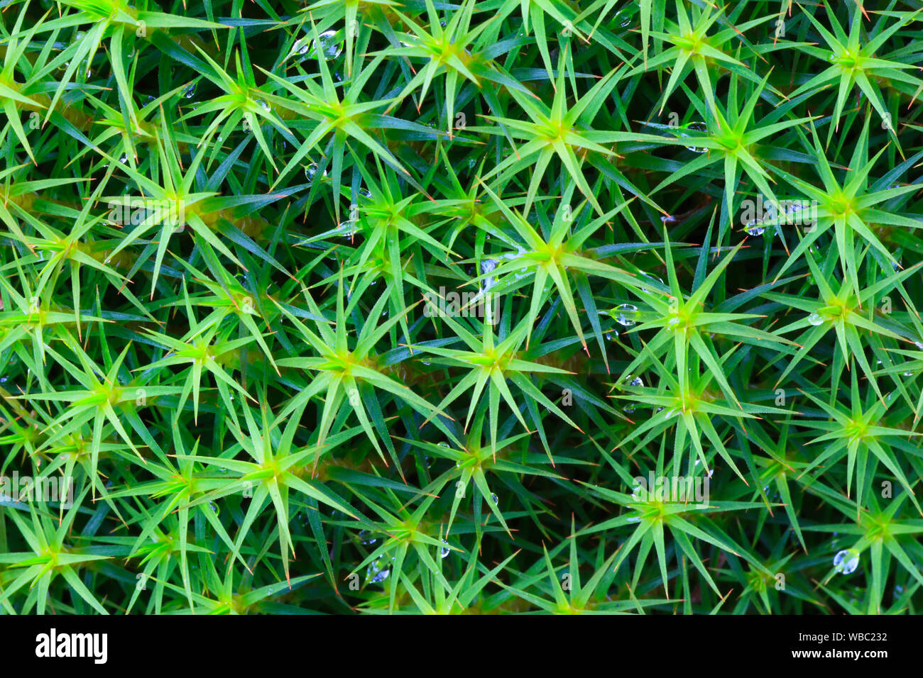 Star Moss, Haircap Moss, Haar Moss (Polytrichum formosum) von oben gesehen, Cairngorms NP, Schottland Stockfoto