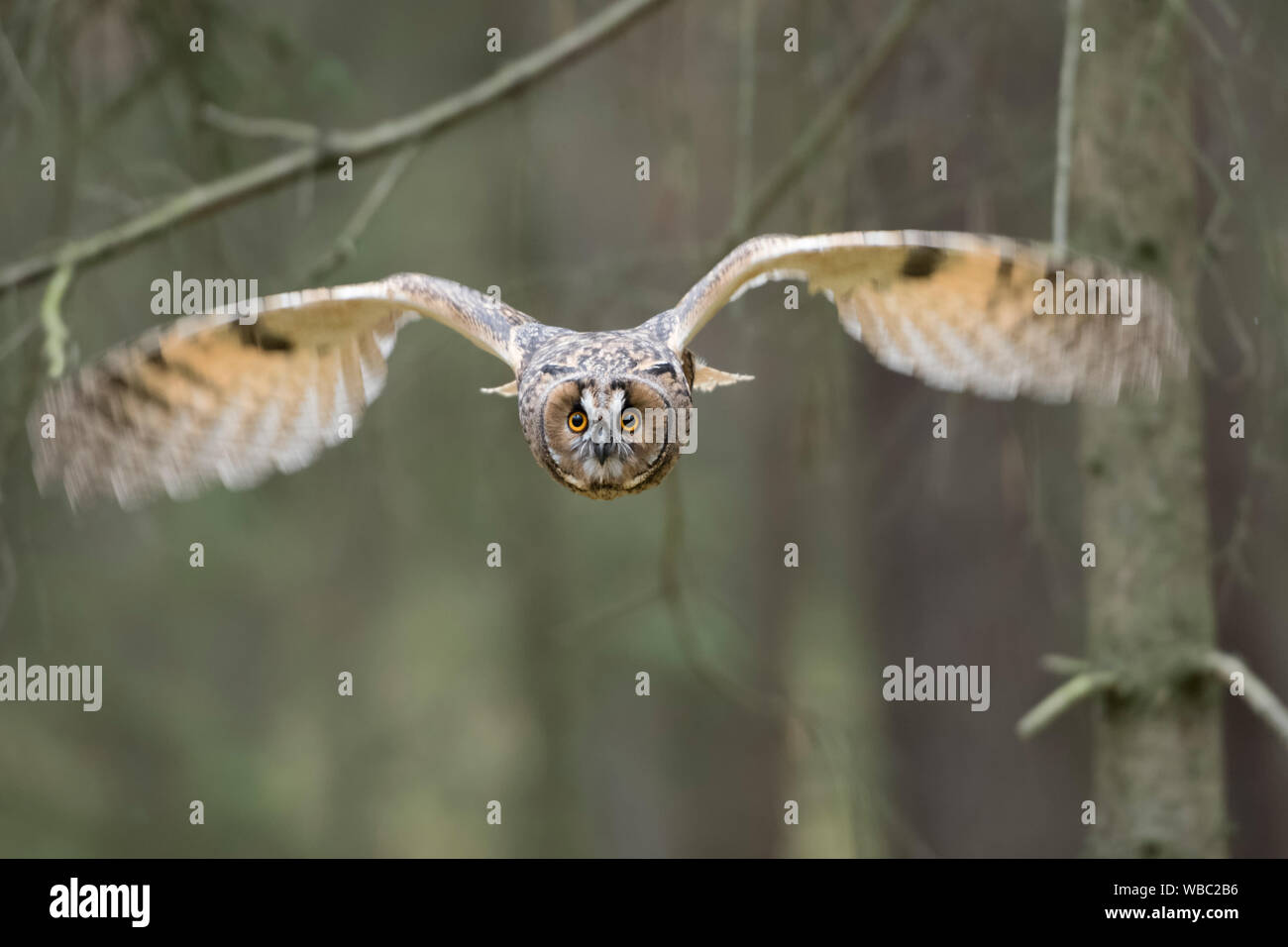 Indische Uhu / Rock Uhu / Bengalenuhu (Bubo Bengalensis) im Flug, dynamische frontale Aufnahme, sehr detaillierte, helle Augen. Stockfoto