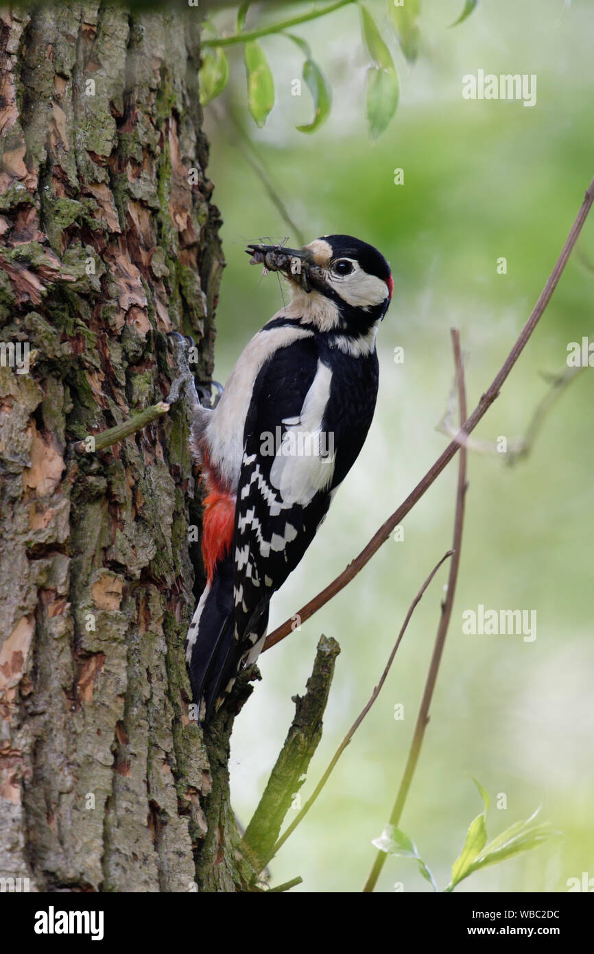 Größere / Buntspecht / Buntspecht (Dendrocopos major) auf einem Baumstamm sitzend, mit Schnabel voller Insekten, Europa. Stockfoto