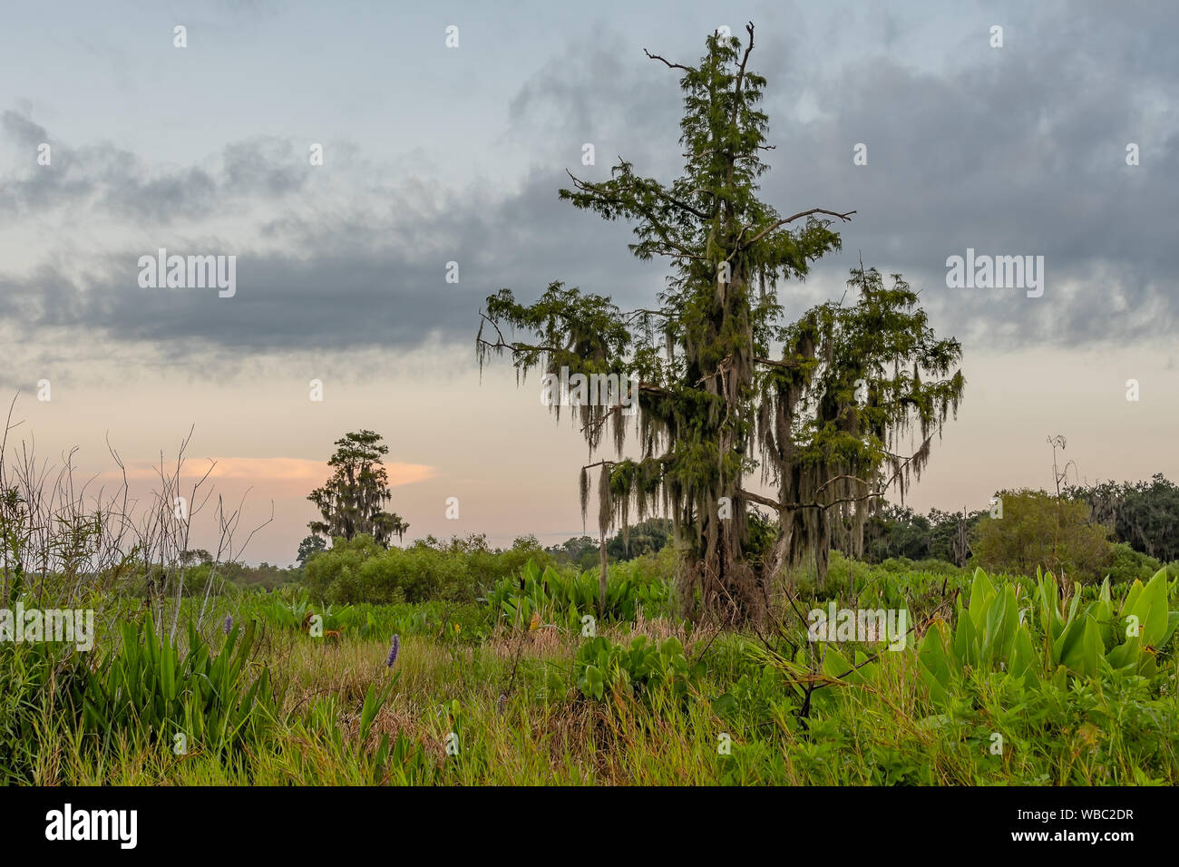 Landschaft der Florida Wildnis, Teich und Gewitterwolken in der Morgendämmerung Stockfoto