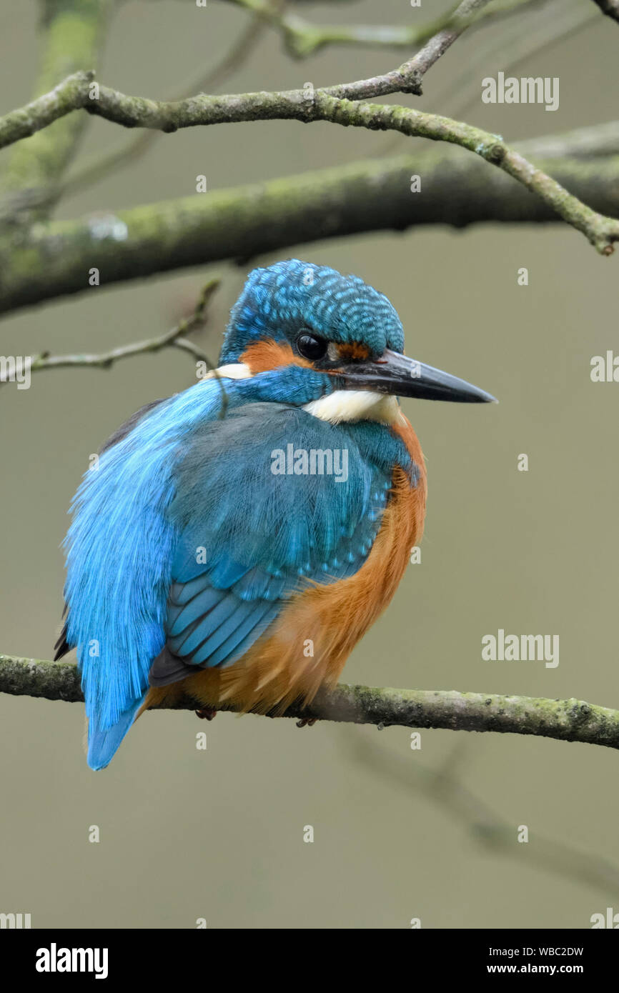 Eurasischen Kingfisher/Eisvogel (Alcedo atthis), männlich, thront auf einem natürlichen Zweig im Gebüsch, natürlichen Umgebung, um zu beobachten, Wildlife, Eur Stockfoto