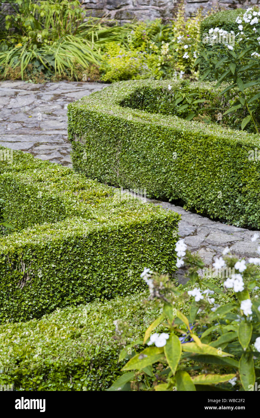 Box Hedge, buxus sempervirens, in einem Englischen Garten in Großbritannien Stockfoto