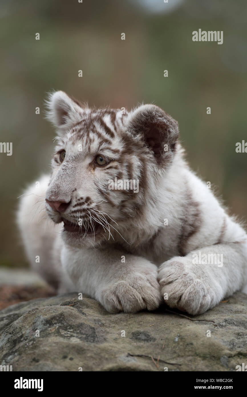Royal Bengal Tiger/Koenigstiger (Panthera tigris), jungen Cub, Kätzchen, weiß leucistic Morph, liegen auf Felsen, Ausruhen, schauen Sie sich um, sieht niedlich Stockfoto
