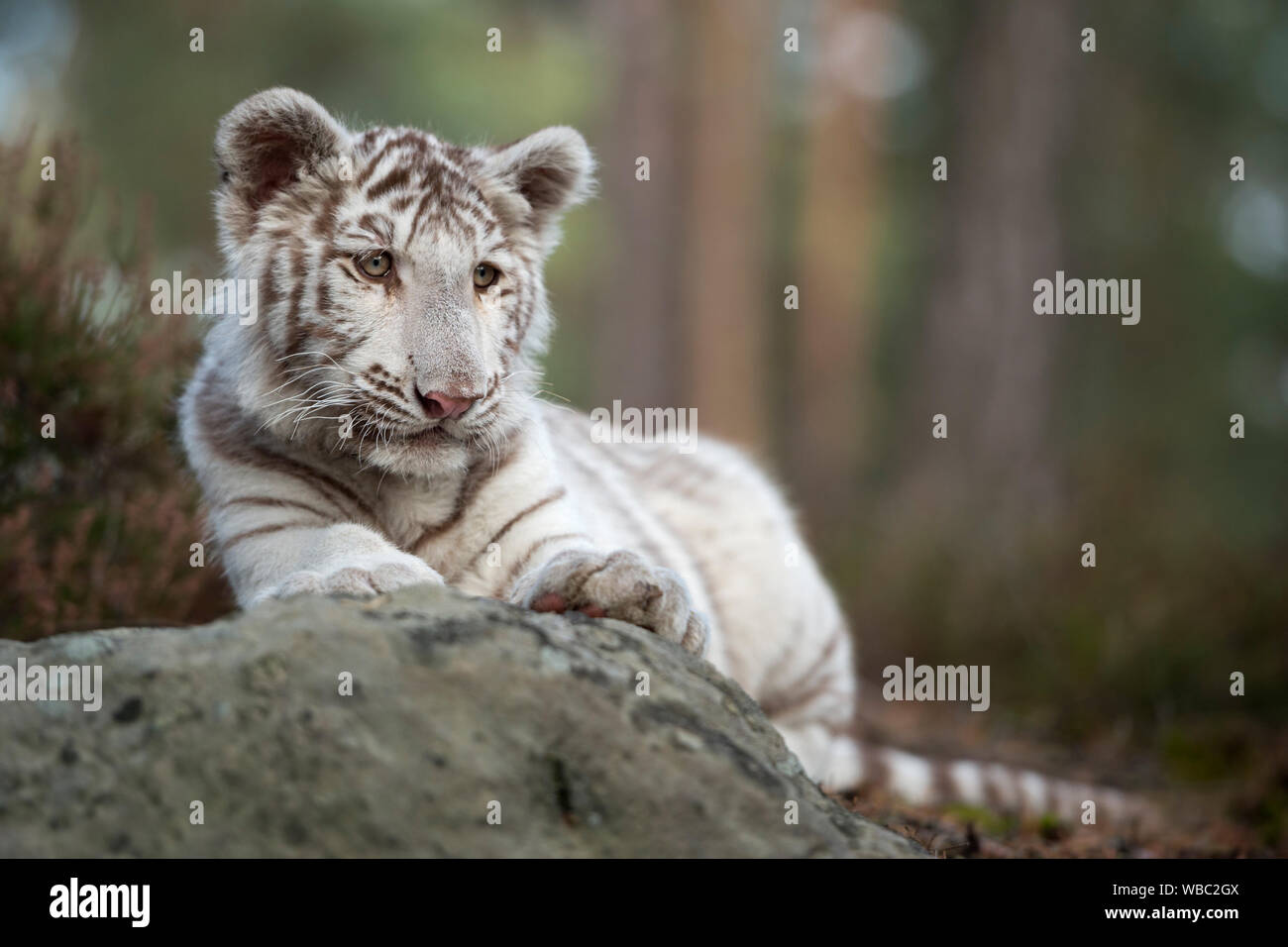 Bengal Tiger/Koenigstiger (Panthera tigris), jungen Cub, weiß leucistic Morph, liegen auf Felsen, Ausruhen, schauen Sie sich um, sieht nett und lustig. Stockfoto