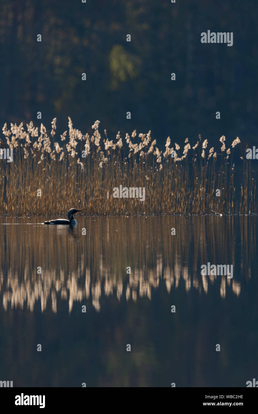Black-throated Loon/Arctic Loon/Prachttaucher (Gavia arctica), Schwimmen vor Schilf, an einem schönen sonnigen Morgen irgendwo in Schweden, Scandina Stockfoto