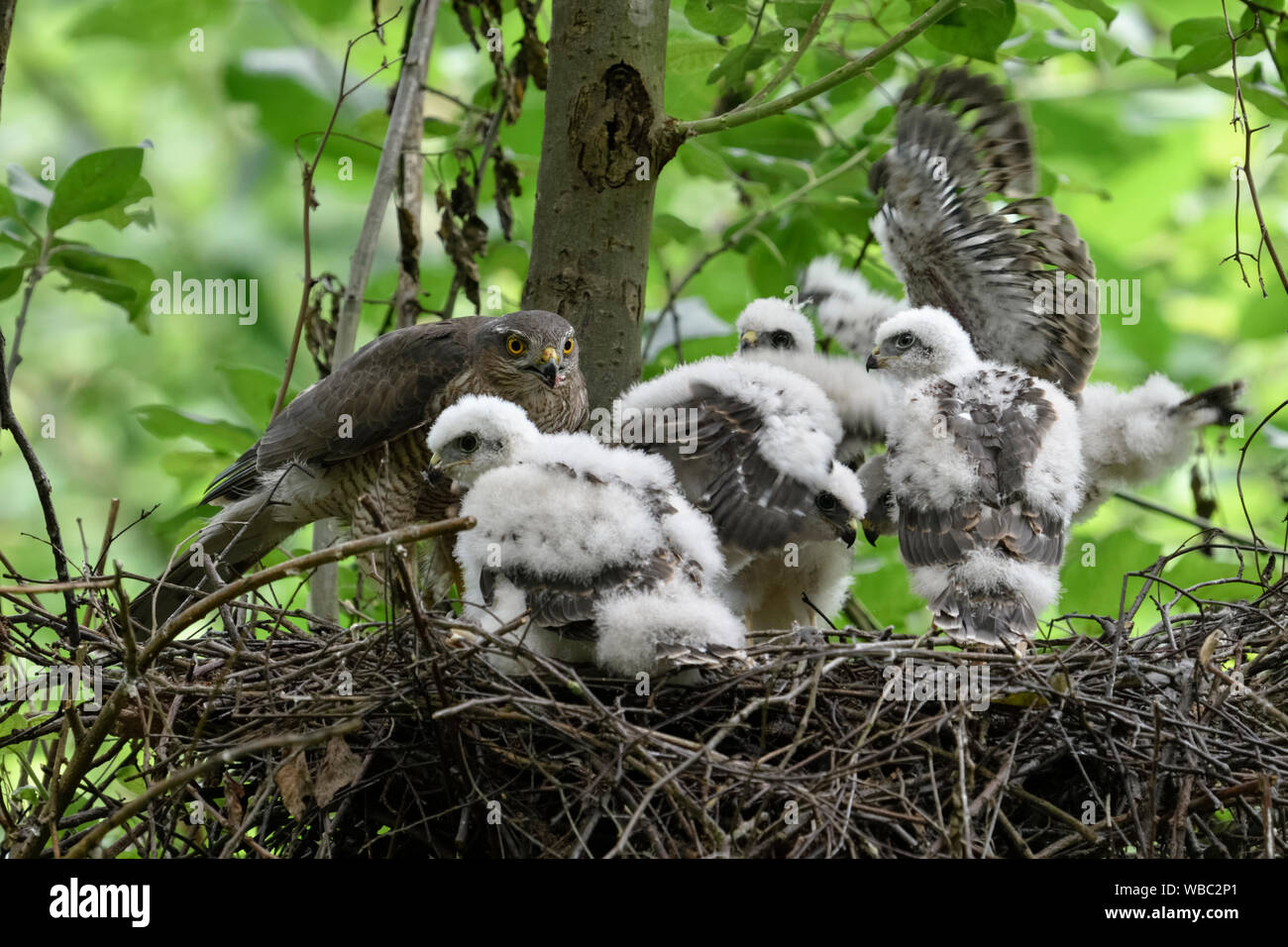 Sperber/Sperber (Accipiter nisus), erwachsene Frau, füttern ihren Nachwuchs, fünf Mauser Küken im Nest, Wildlife, Europa. Stockfoto