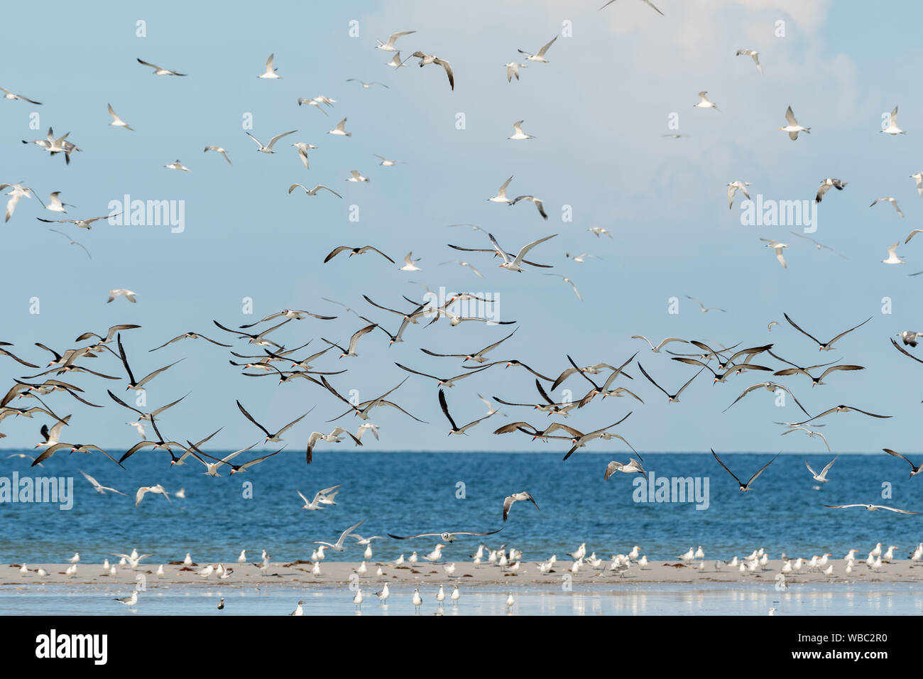 Florida Beach mit Herden von Shore Vögel auf dem Land und Fliegen Stockfoto