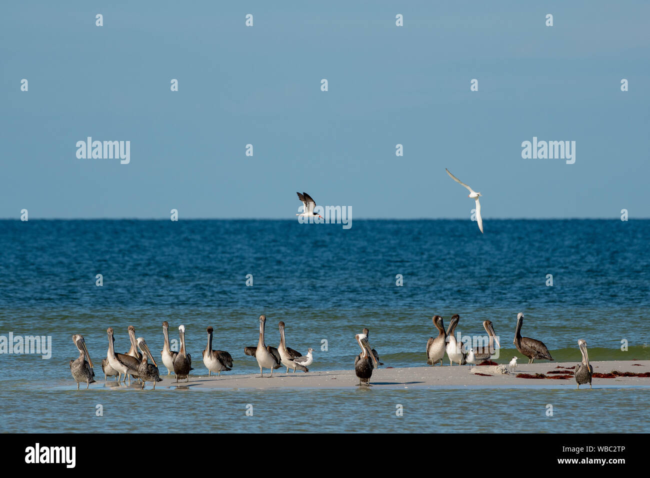 Herde von braunen Pelikanen auf einer Insel in Florida Stockfoto