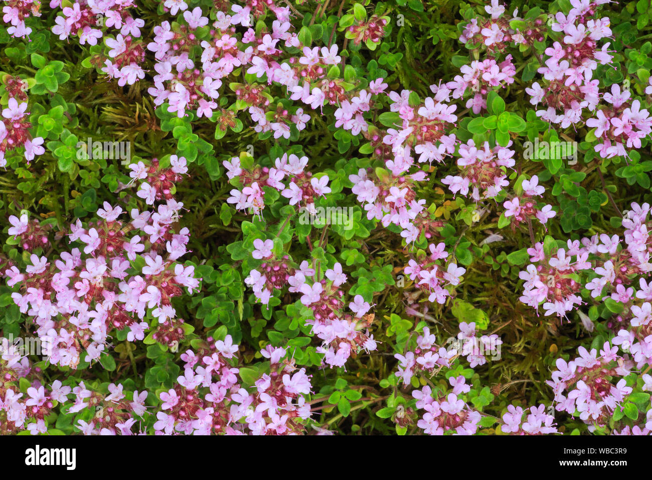 Wilder Thymian (Thymus serpyllum), Blüte. Stockfoto