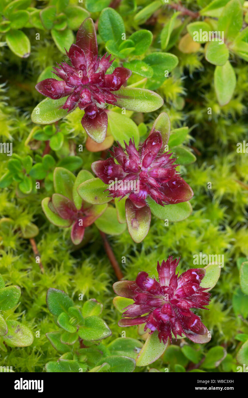 Wilder Thymian (Thymus serpyllum), Blüte. Stockfoto