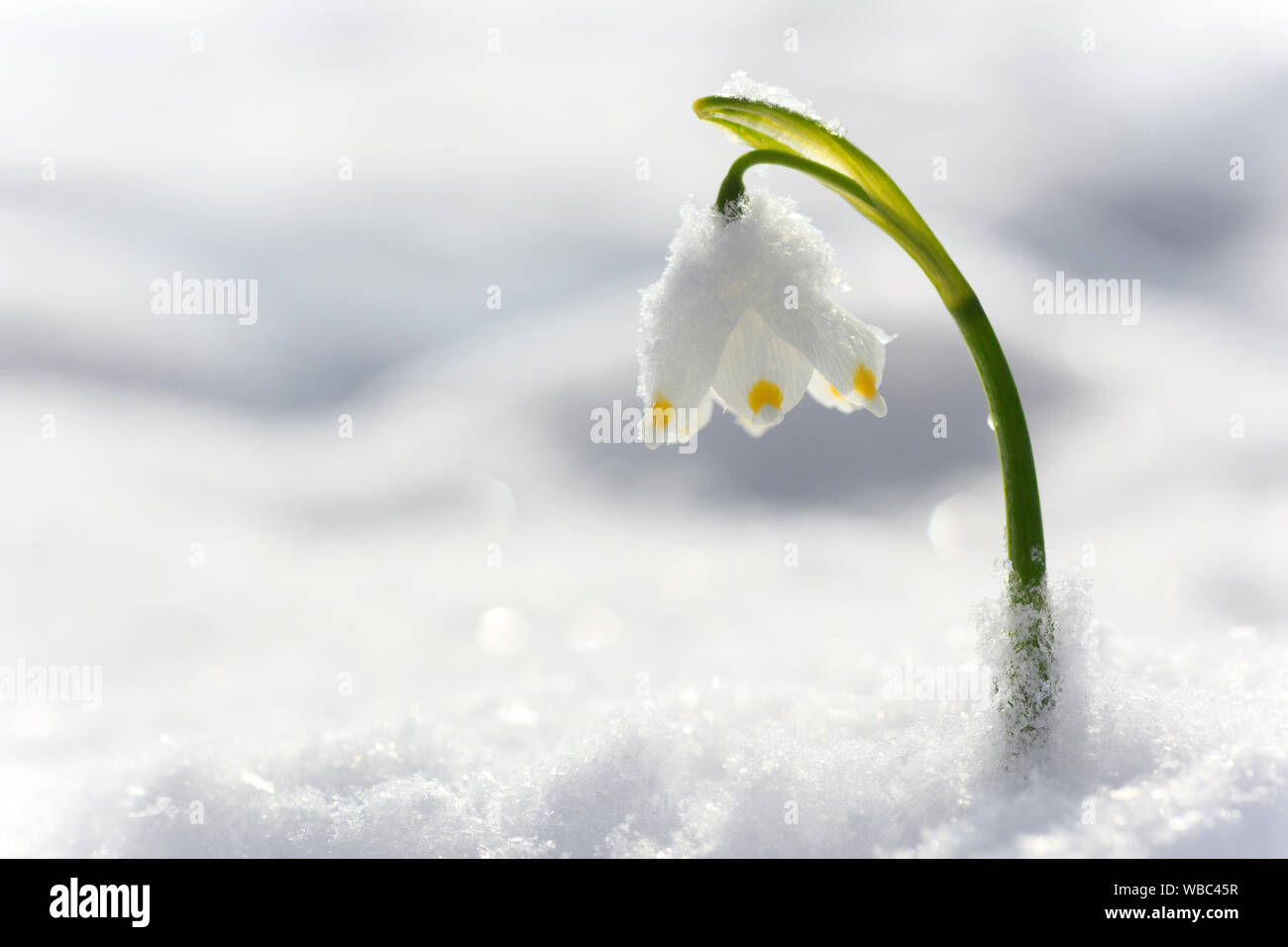 Märzenbecher (Leucojum vernum), blühende Pflanze im Schnee Stockfoto