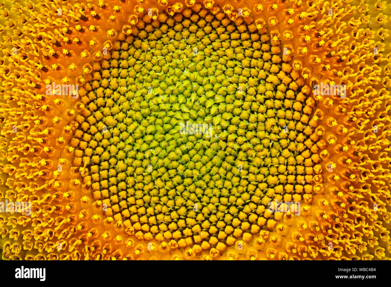 Gemeinsame Sonnenblume (Helianthus annuus). Nahaufnahme der Blüte. Schweiz Stockfoto