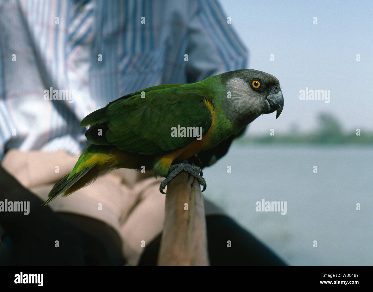 Gezähmter Papagei Stockfotos und -bilder Kaufen - Alamy