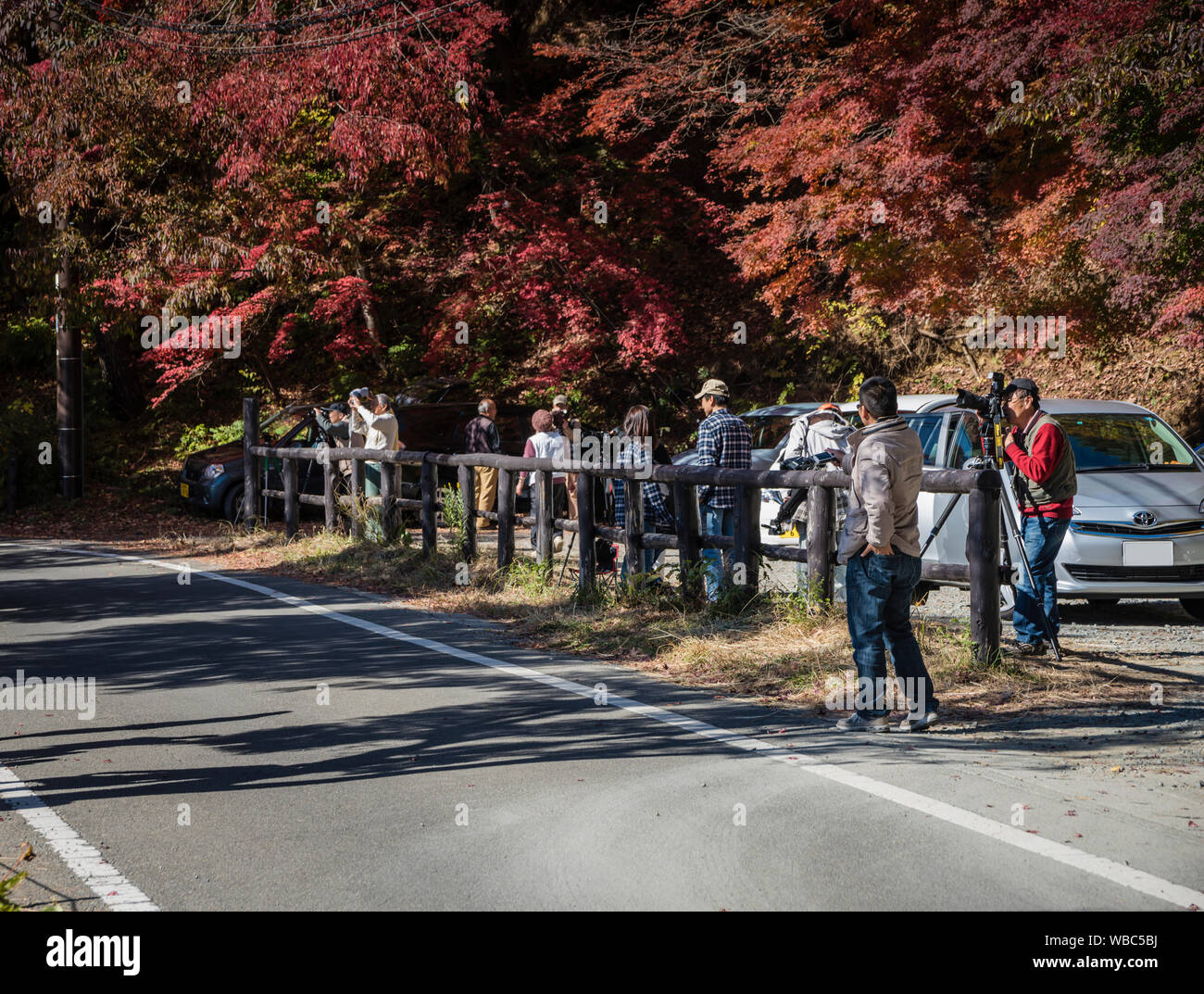 Linie der Fotografen die Farben des Herbstes, Kawaguchi, Japan Stockfoto