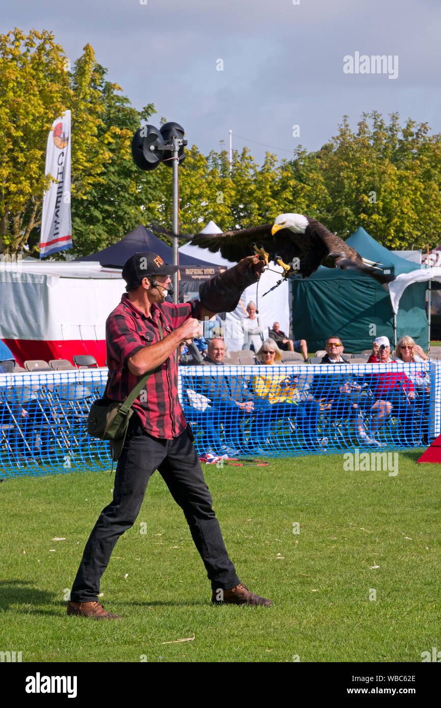 Ben Potter's Adler und Geier Erfahrung auf einem Display am 2019 Southport Flower Show. Stockfoto