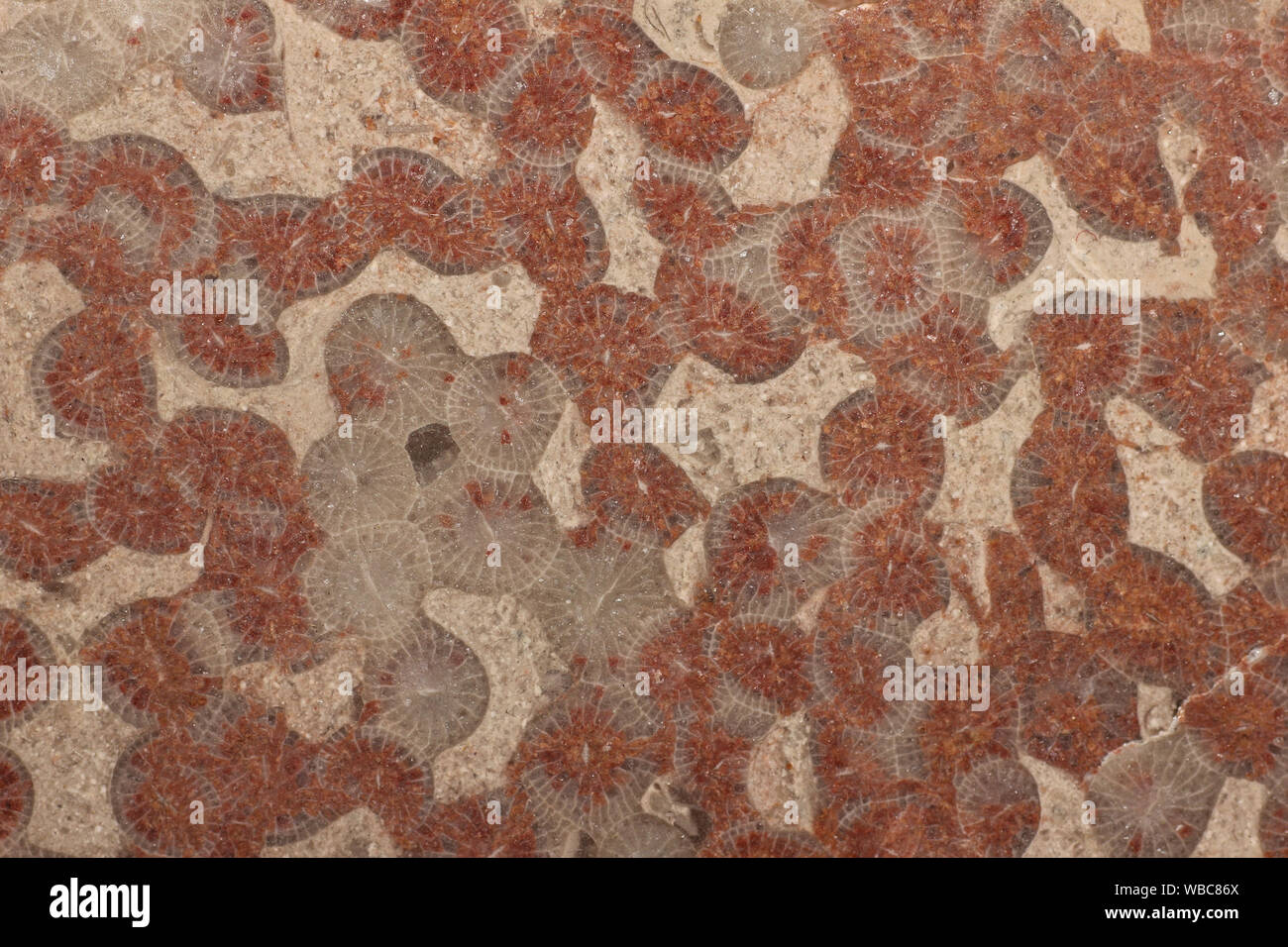 (Lithostrotion Siphonodendron) Rugose Coral Fossilen Stockfoto