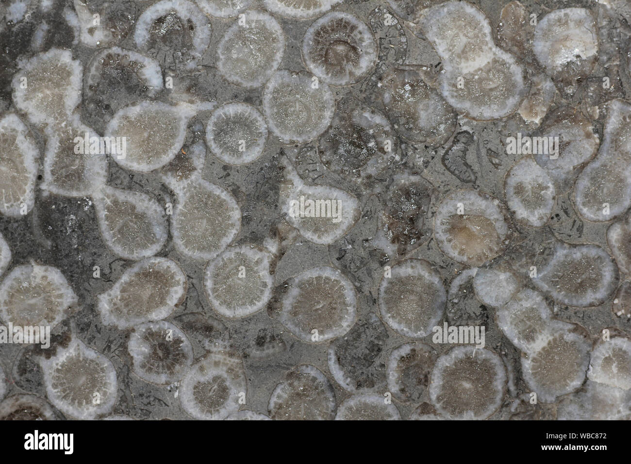 (Lithostrotion Siphonodendron) Rugose Coral Fossilen Stockfoto