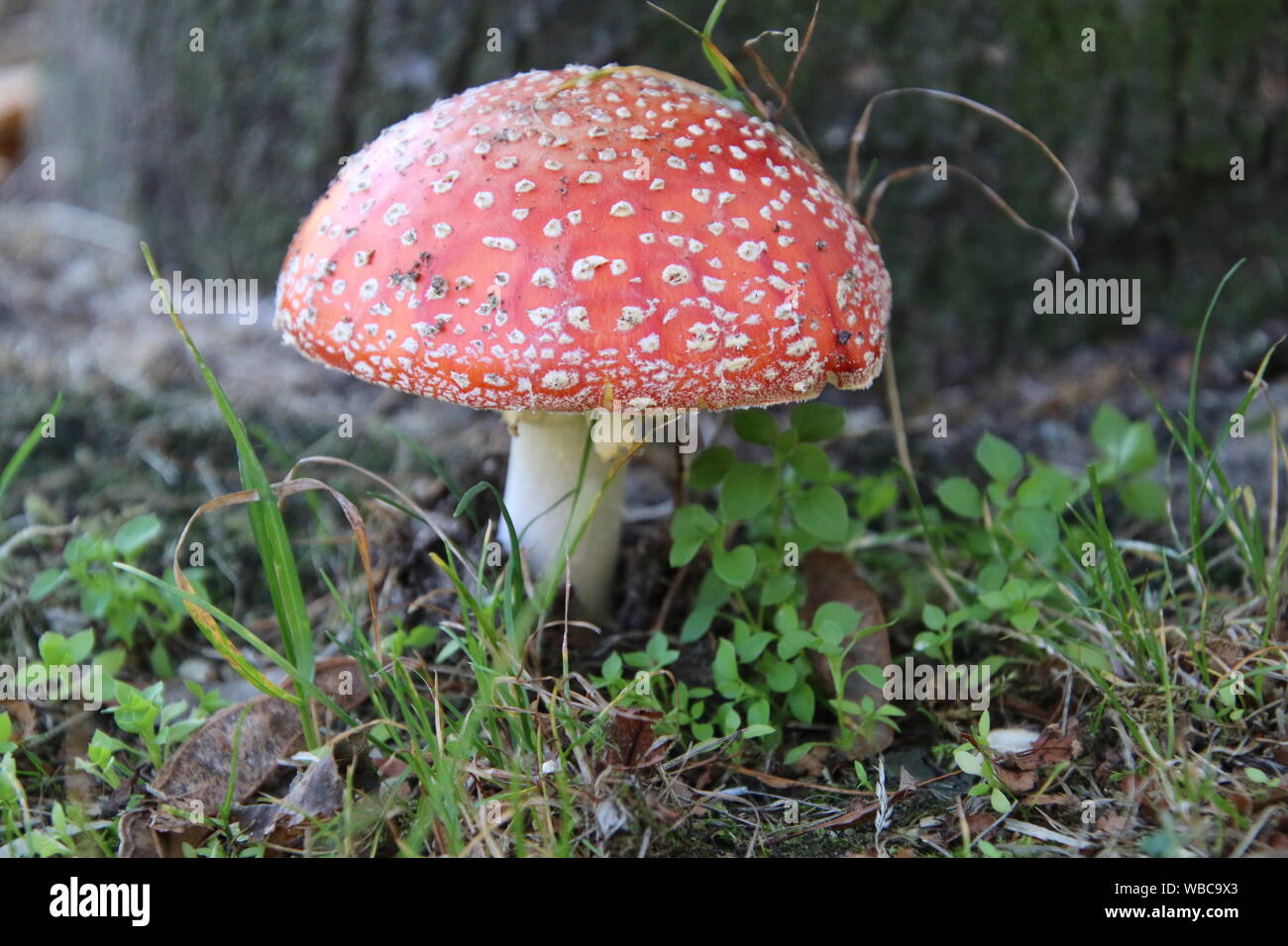 Fly agaric (Amanita muscaria) roten und weissen Pilz an der Basis der Baum Stockfoto