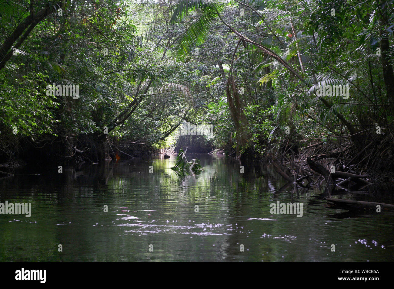 Mystische und wunderschönen Dschungel Fluss/Bach Grün des Regenwaldes. in Guayana fotografiert. Stockfoto