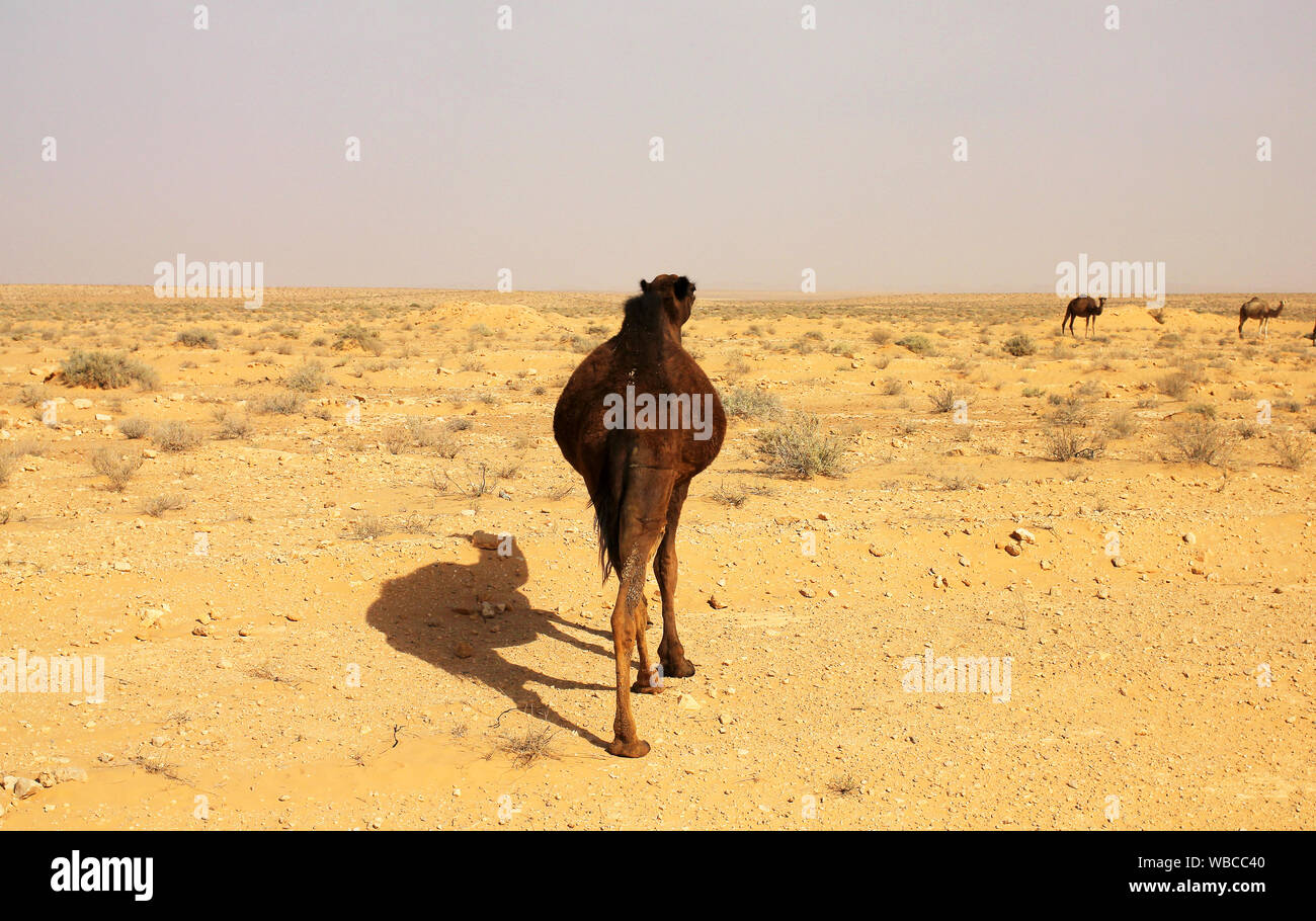 Wilde Kamele in der tunesischen Sahara Nord Stockfoto