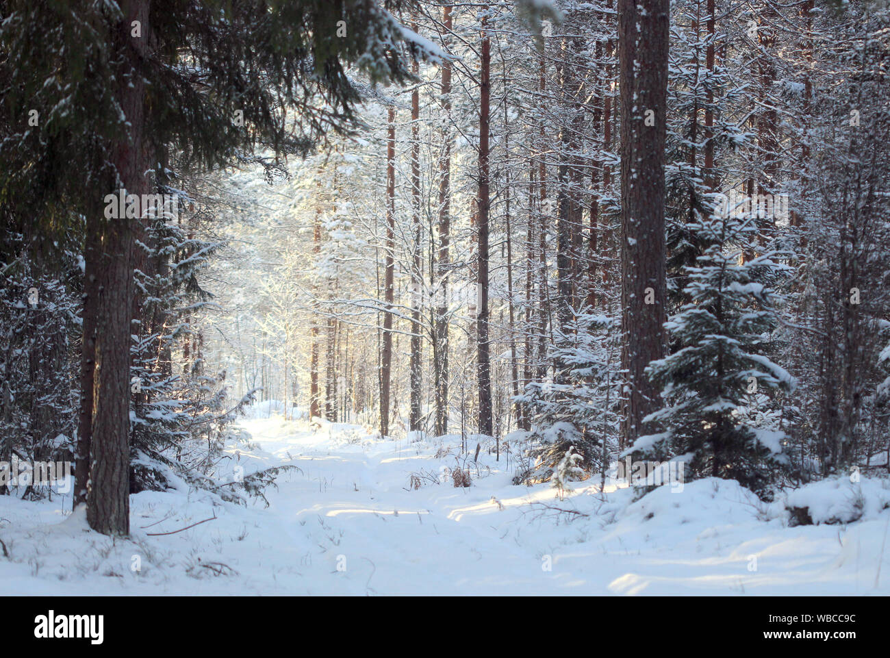 Verschneite wald landschaft mit warmem Licht und eine Spur. Winter wonderland Konzept Stockfoto