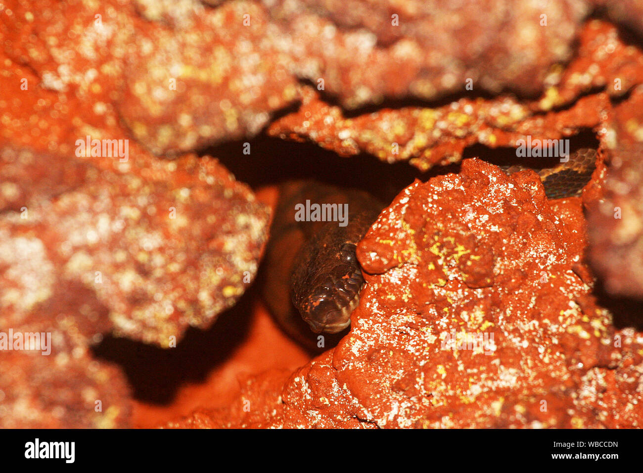 Rainbow Boa (Epicrates cenchria) versteckt sich in einer Höhle in Französisch-guayana Regenwald Stockfoto