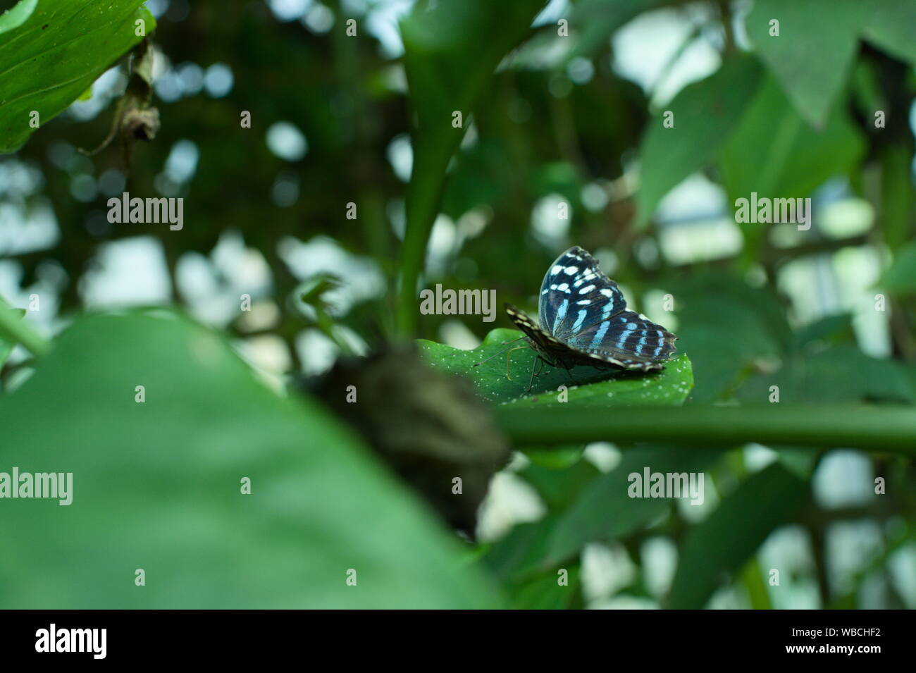 Schmetterling in der Natur. Grüne Natur. Stockfoto